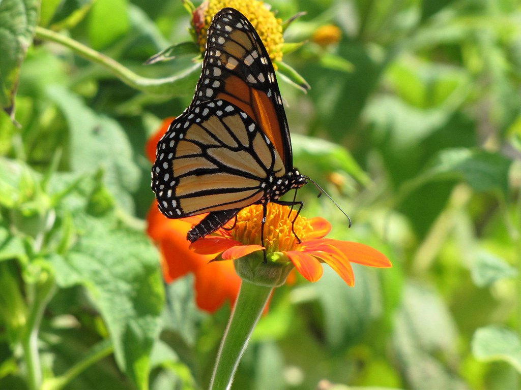 Monarch Butterfly on a Mexican Sunflower Swaying back and … Flickr