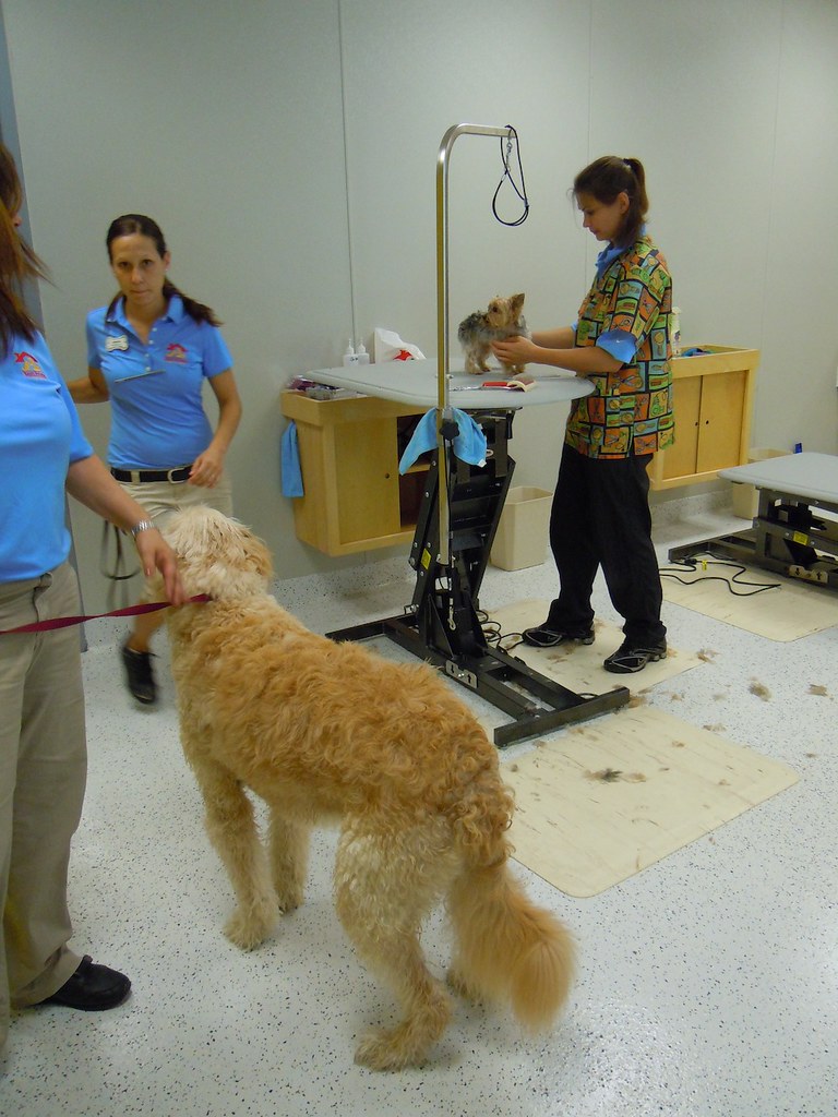Dog grooming Inside the Magic Flickr