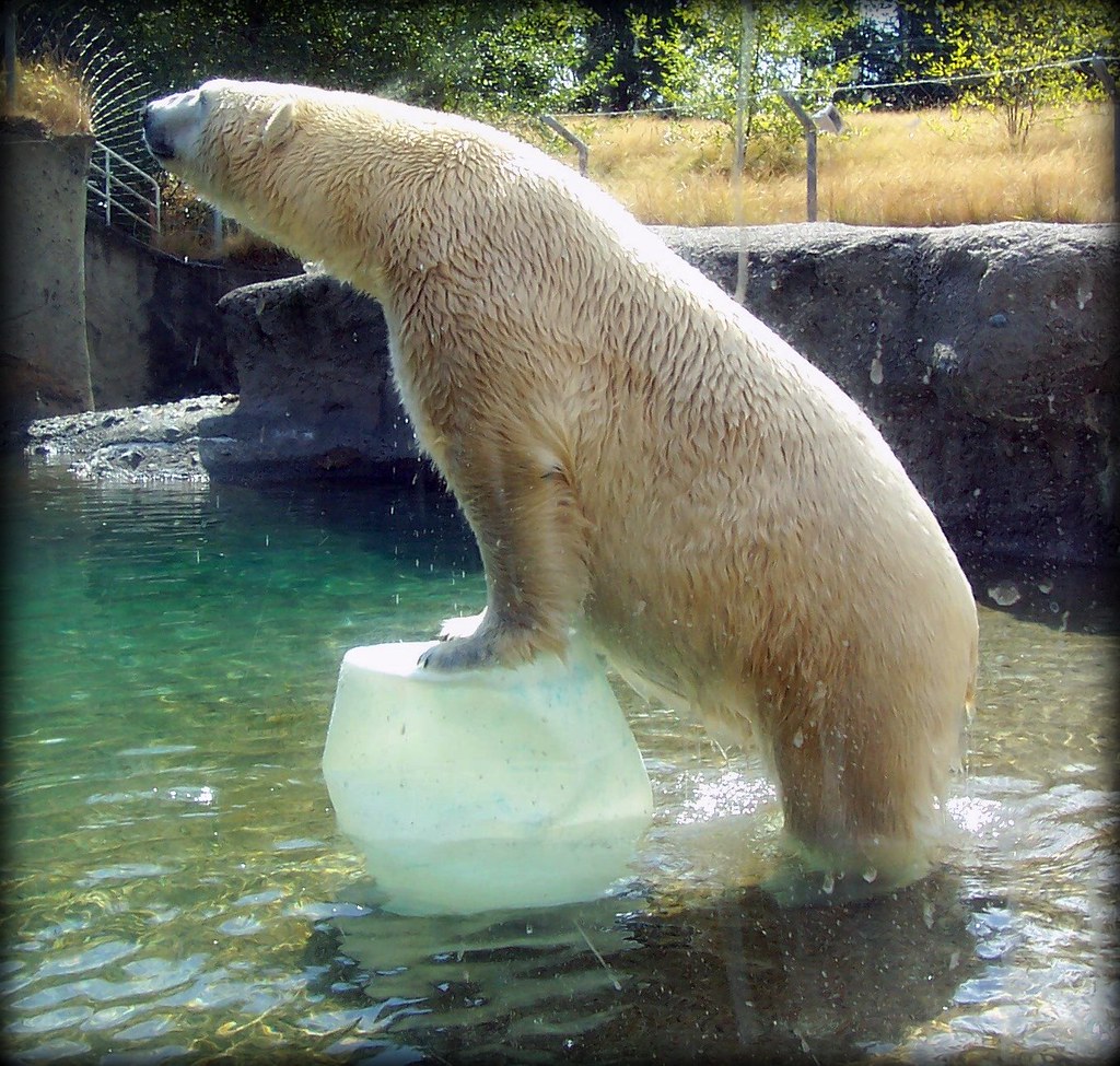 Polar Bear Pt. Defiance Zoo & Aquarium Wa. 9/5/2