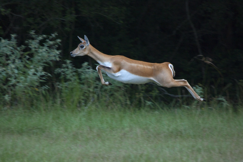 "Bonger" Explored ) Blackbuck antelope at speed. From Wik… Flickr