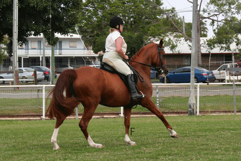 IMG_0175 Mackay Horses Flickr