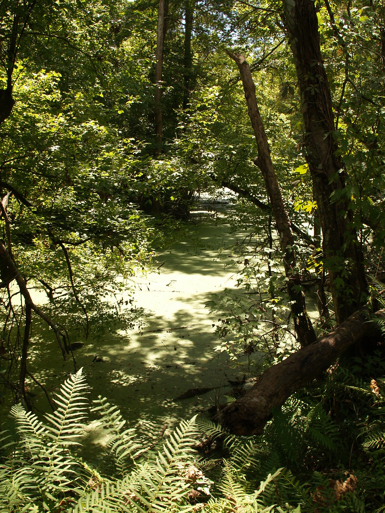 Henderson Louisiana Indian Bayou Area in the Atchafalaya B… Flickr