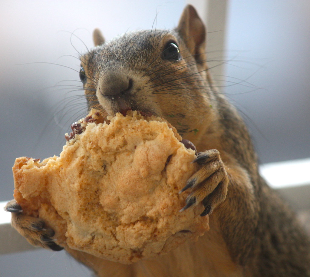 Squirrel Approved! is our new "pet." When we leave… Flickr