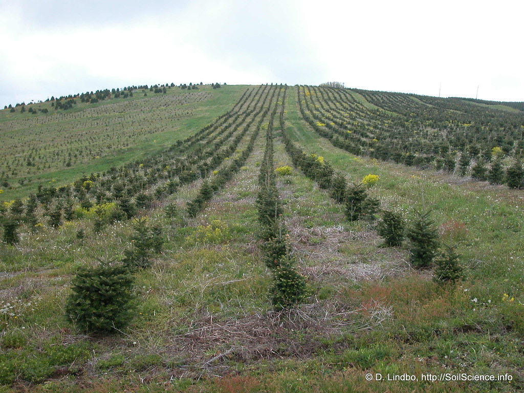 Christmas Tree Production (21) The production of Fraser Fi… Flickr