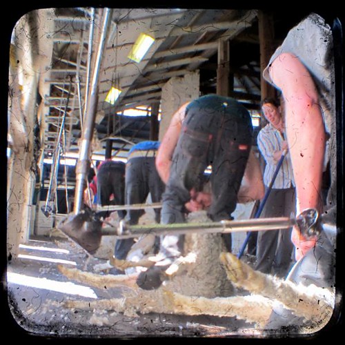 Heads Down, Bums Up TTV Photographed through the viewfin… Flickr