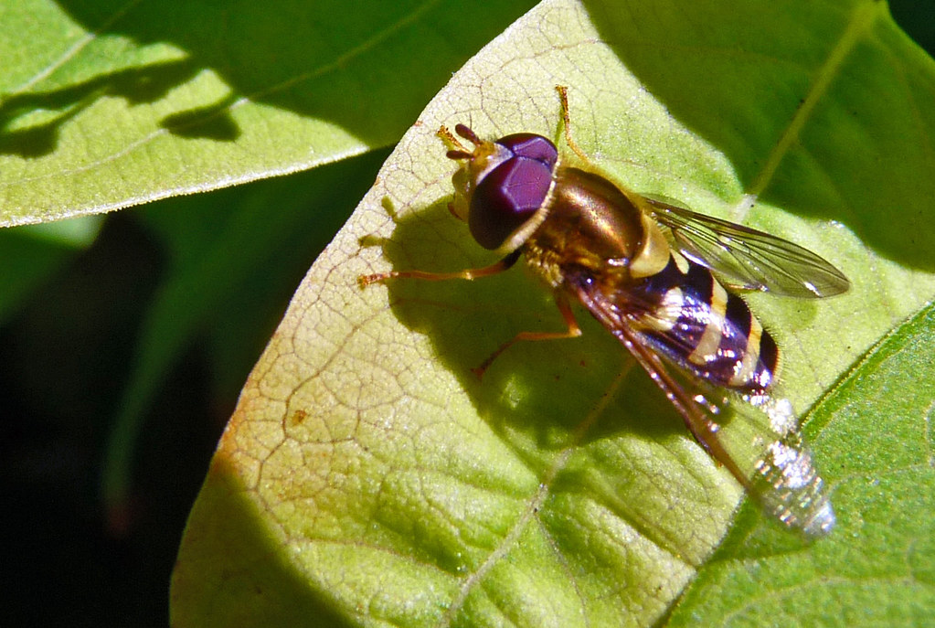 Flower Fly Maybe a dozen different species of pollinators … Flickr