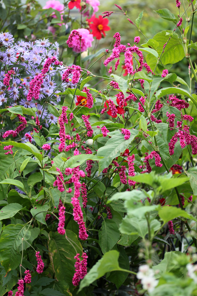 Kiss Me Over The Garden Gate! Polygonum orientale Annie's Annuals