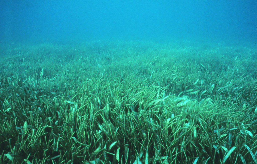 sanc0209 A seagrass meadow. Florida Keys National Marine S… Flickr