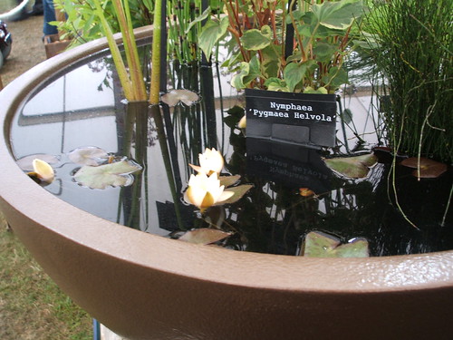 Watergarden_7 MissMax Flickr