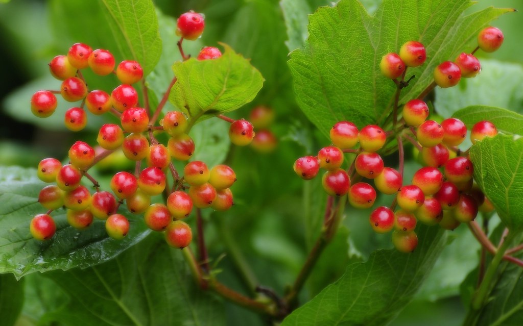Guelderrose berries Beautifully coloured berries, softene… Flickr