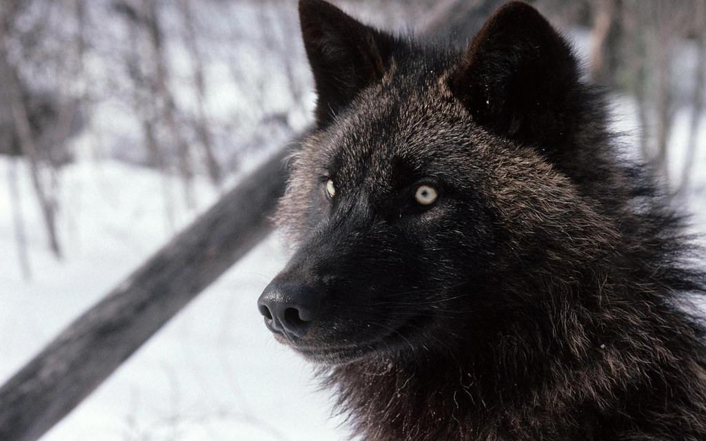 Black wolf Angell Williams Flickr