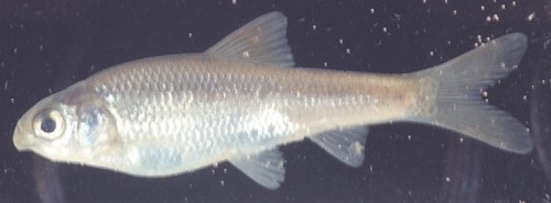 固魚 2 固魚 2903000102640 隆華國小 動物 鲤形目 Cypriniformes 鲤科 Cypri… Flickr