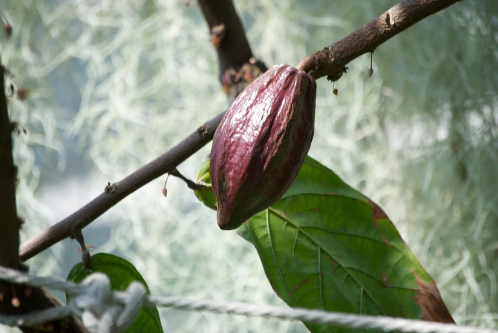 Cocoa Tree Large Cocoa tree at the UNCC Botanical Gardens