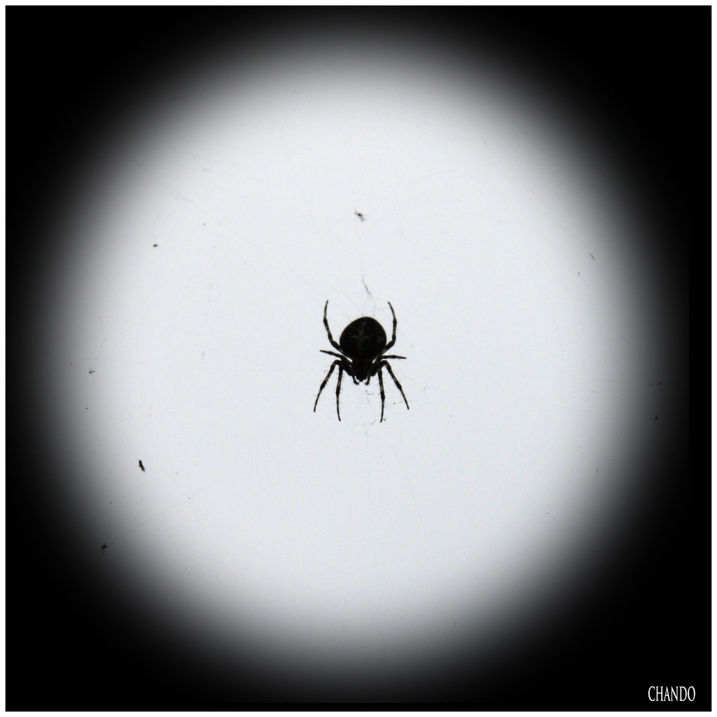 L'étoile mystérieuse Mon dieu!... C'est horrible, Monsie… Flickr