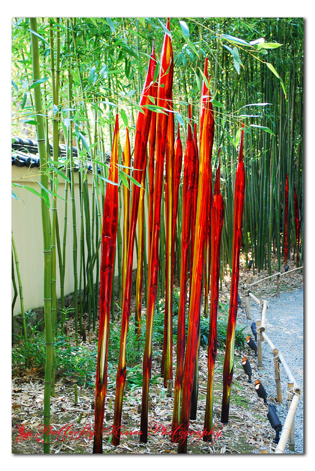 DSC_0123 Bamboo Reeds Carmen Flickr