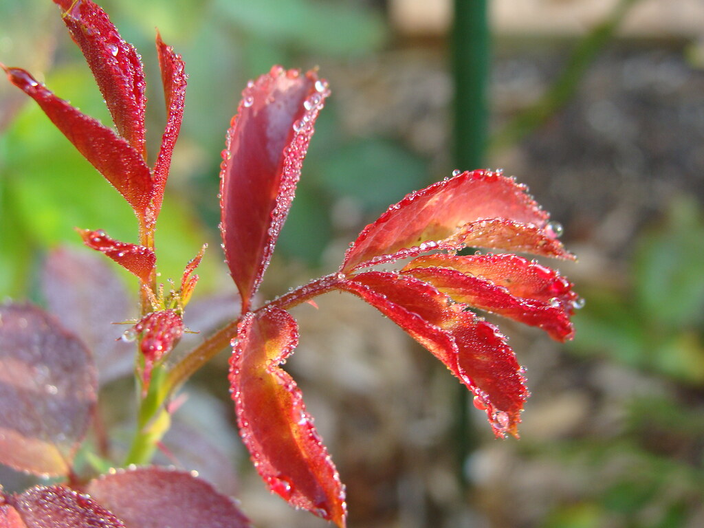 knockout rose leaves, dew a photo on Flickriver