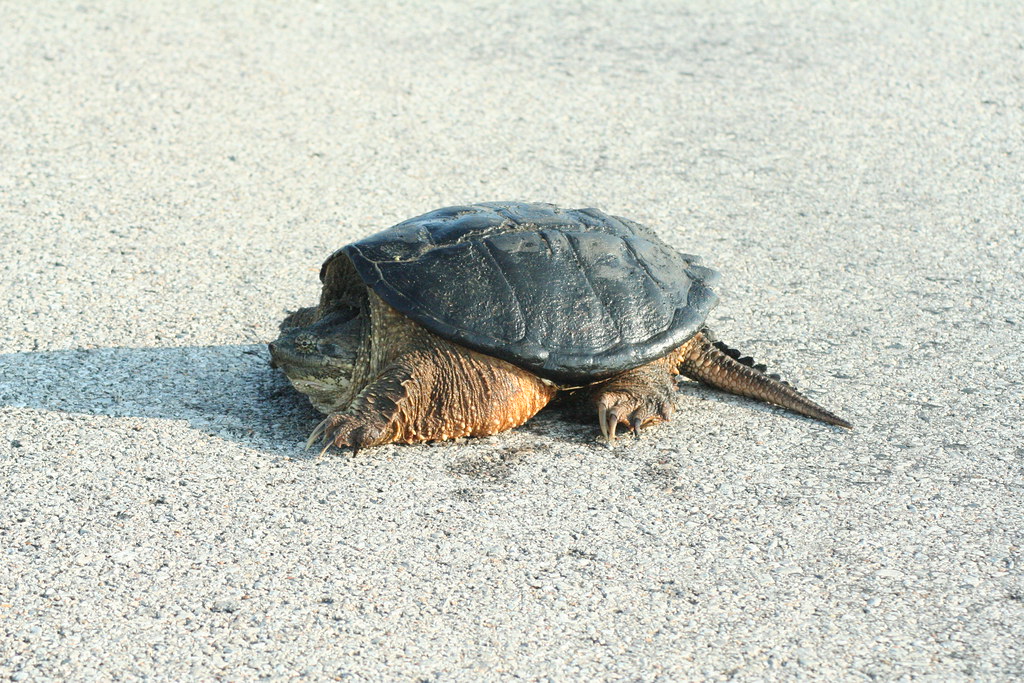 48/365 snapping turtle Running errands this morning I