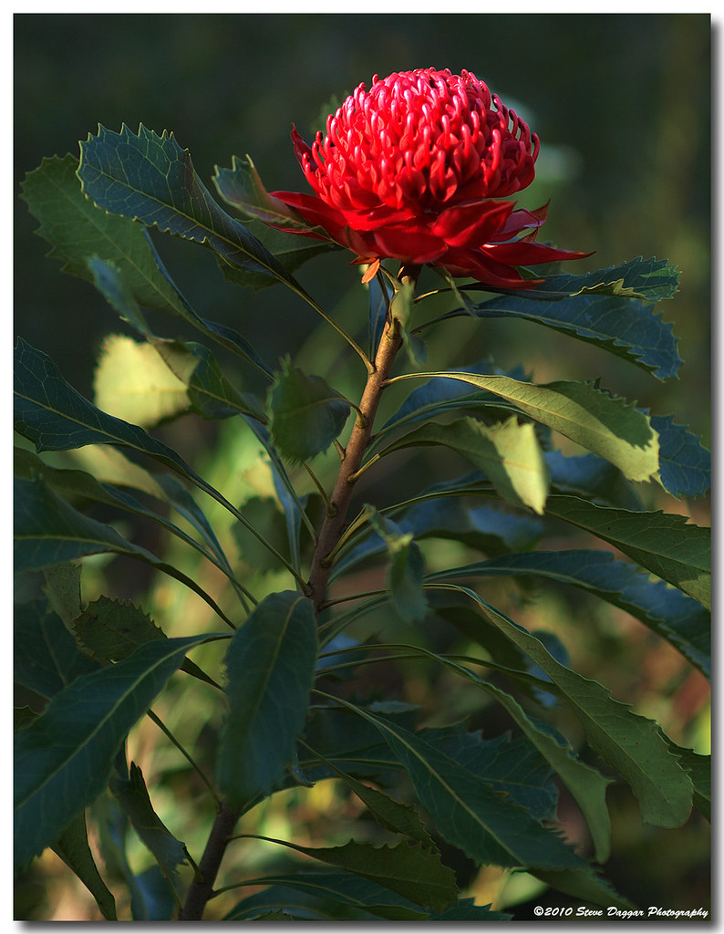 P9248871 NSW Waratah in Brisbane Water National Park, 1 ho… Flickr