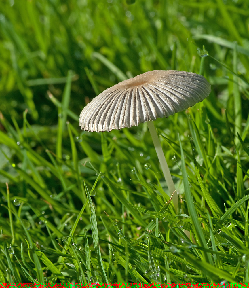 Parasola (Coprinus) plicatilis In our garden this