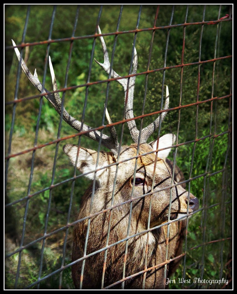 DeerBrowns ZooSmithfield, IL This is a beautiful animal… Flickr