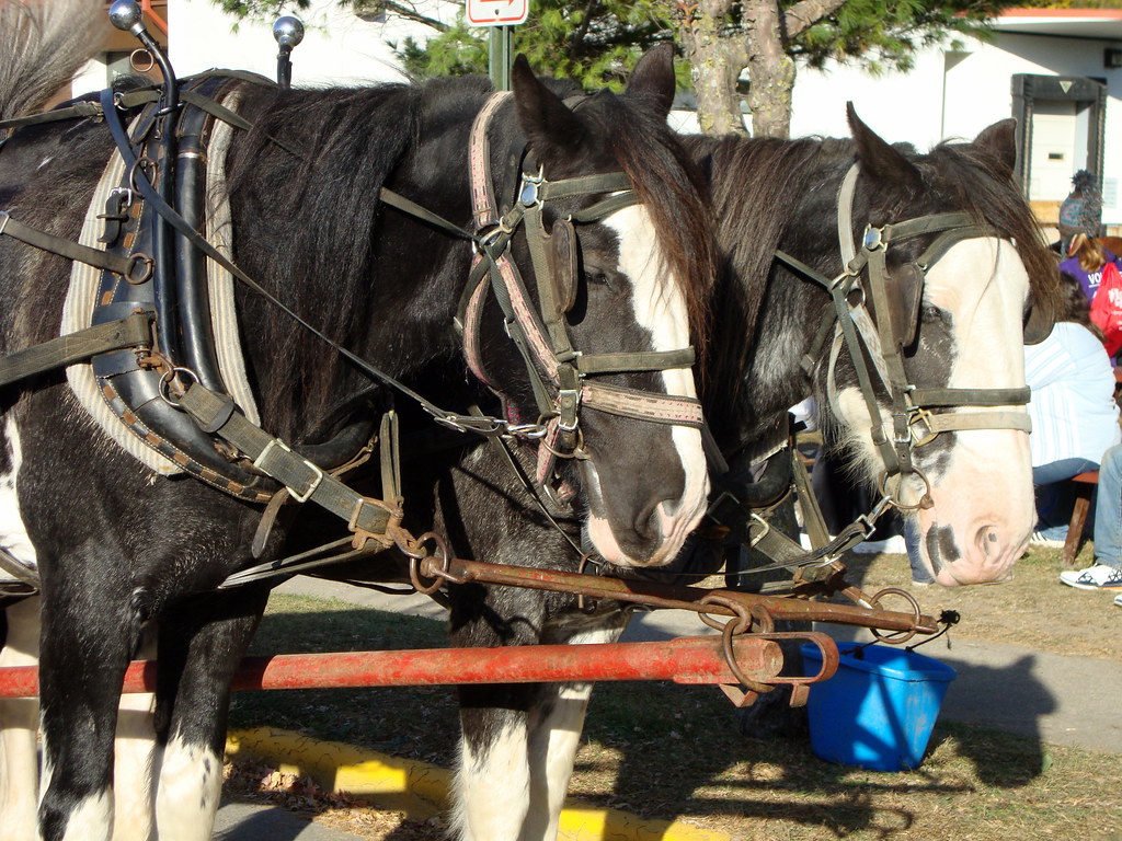 Team Of Horses From Red Ridge Ranch Riding Stable Pulling … Flickr