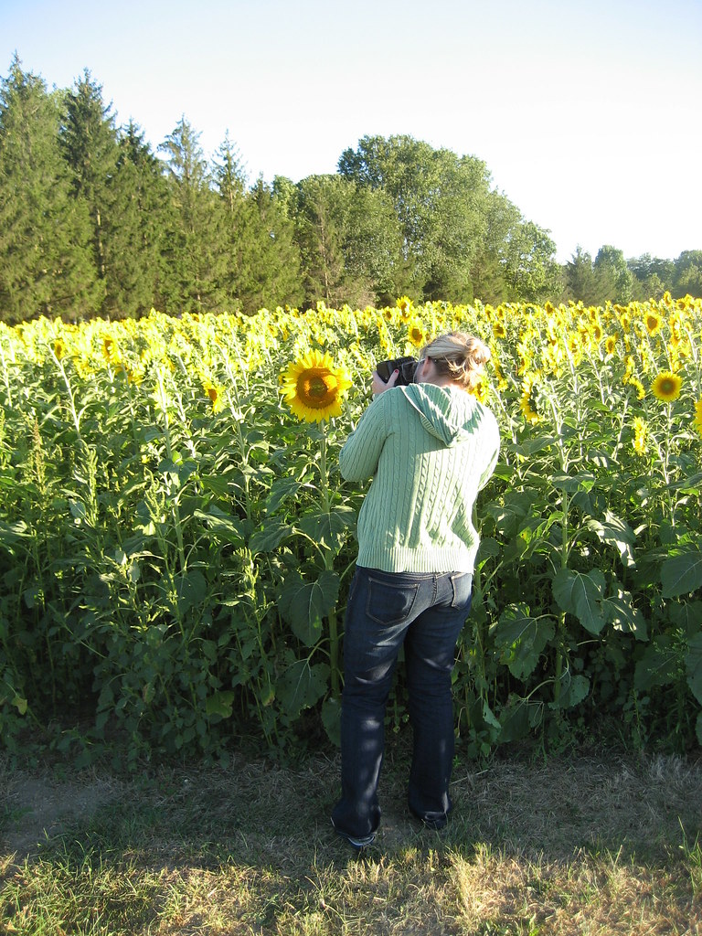 Yellow Springs Sunflower Field Ali Fuller Flickr