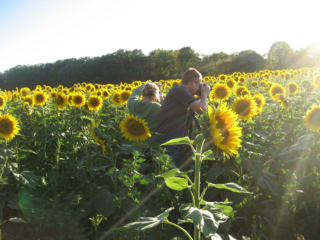Yellow Springs Sunflower Field Craig and Melissa taking pi… Flickr