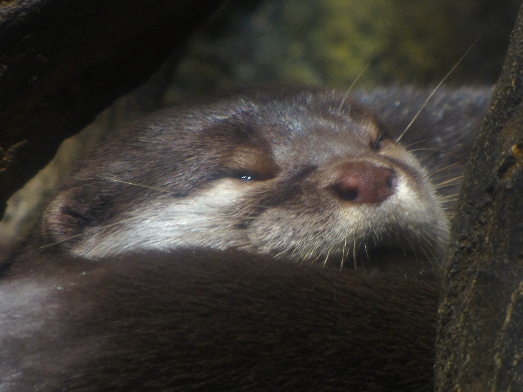 Sleepy Otter The otters at the Aquarium were all c… Flickr