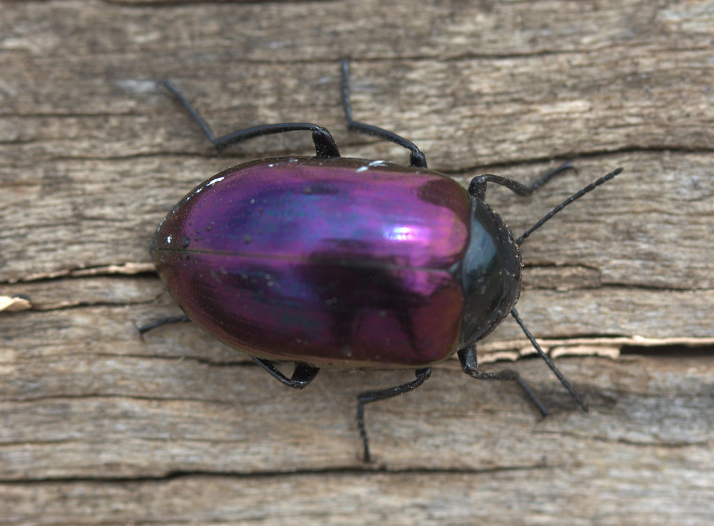 Darkling Beetle (Tenebrionidae) Nundroo, South Australia Flickr