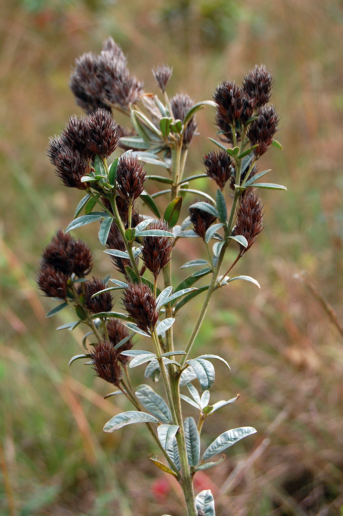 RoundHeaded BushClover RoundHeaded BushClover (Lespede… Flickr