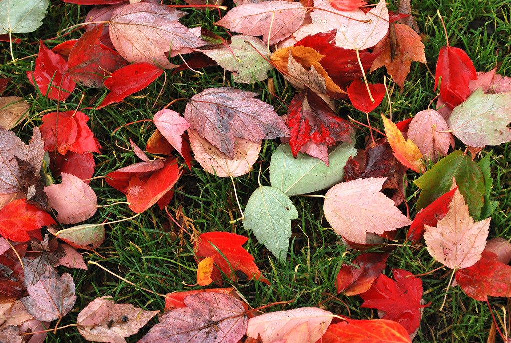 Day 52 Emerald Park Eugene, Cascades & Coast Flickr