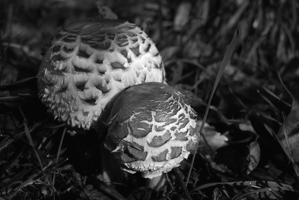 JDMshrooms111920101B&W Oregon fall mushrooms, love those "… Flickr