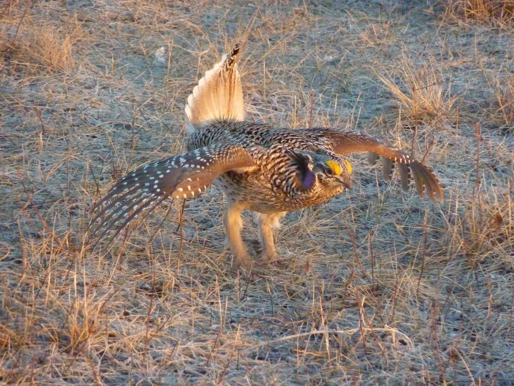 SharpTailed Grouse Sharptailed grouse courtship dancing … Flickr