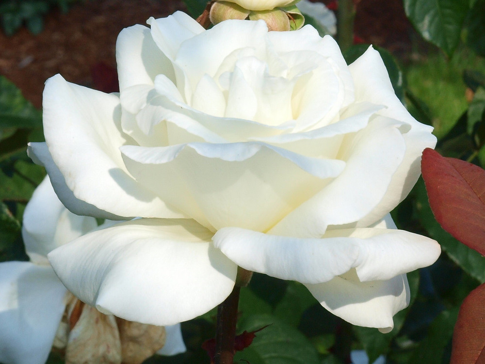 Best Roses 2010 Portland Oregon's Washington Park contains… Flickr