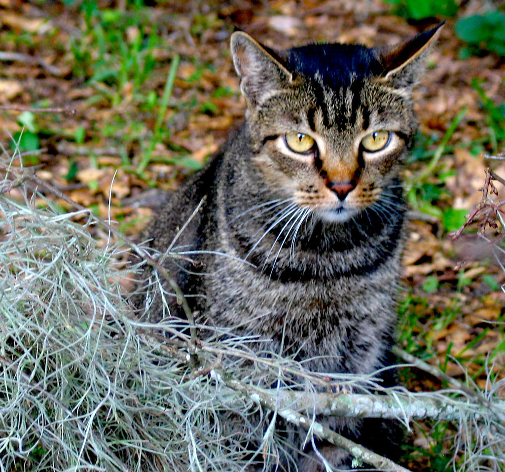 Moe Cat Spanish Moss Groundcover Christopher Sessums Flickr