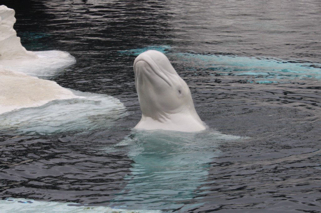 SeaWorld San Diego 2010 Beluga Whale at "Wild Arctic" Exhi… Flickr