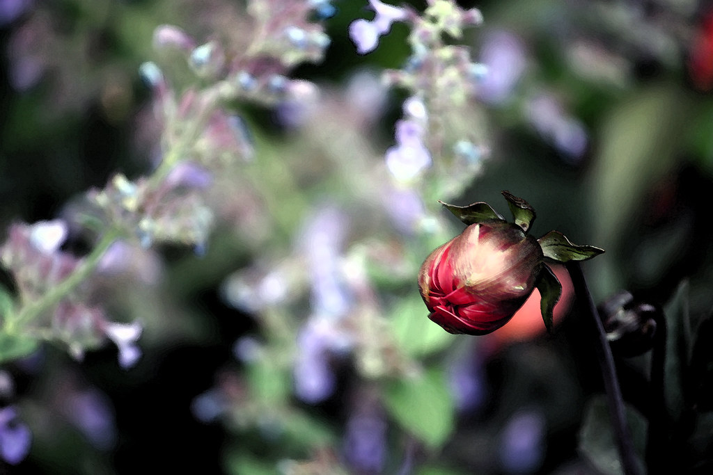 black flowers blossom giovannibelli Flickr