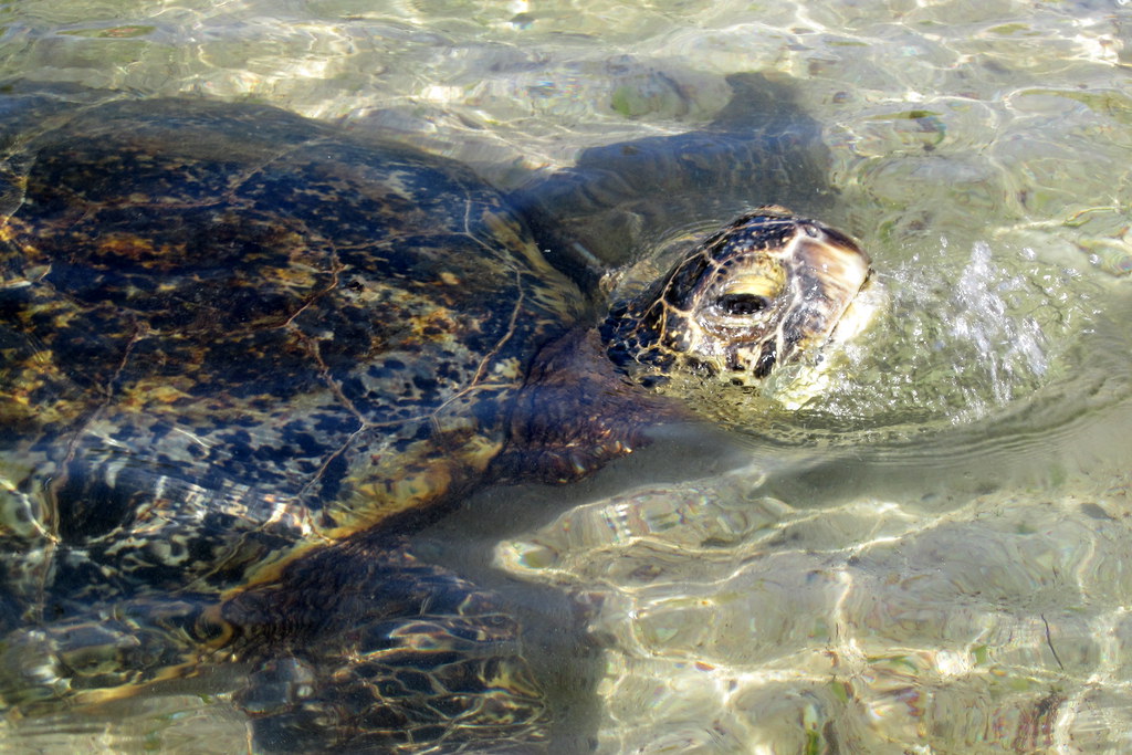 O'ahu Turtle Beach Laniakea, also known as Lani's Beach