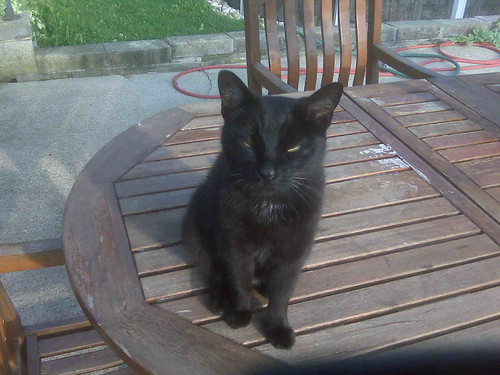 Kitty client Kelley sitstayplay Inhome pet sitting & mo… Flickr