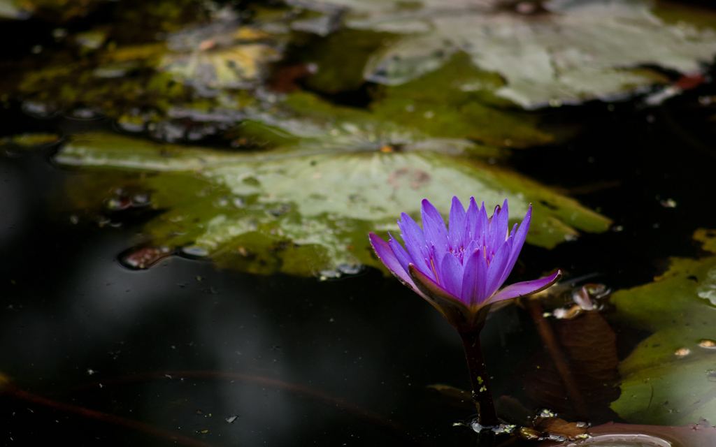 Water lily in winter A walk in the botanic gardens, Mount … black