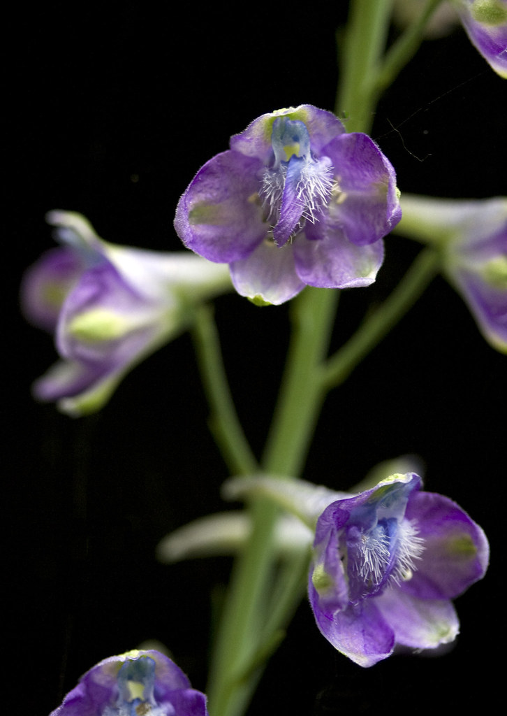 larkspur Tall larkspur, Delphinium exaltatum. This is a Mi… Flickr