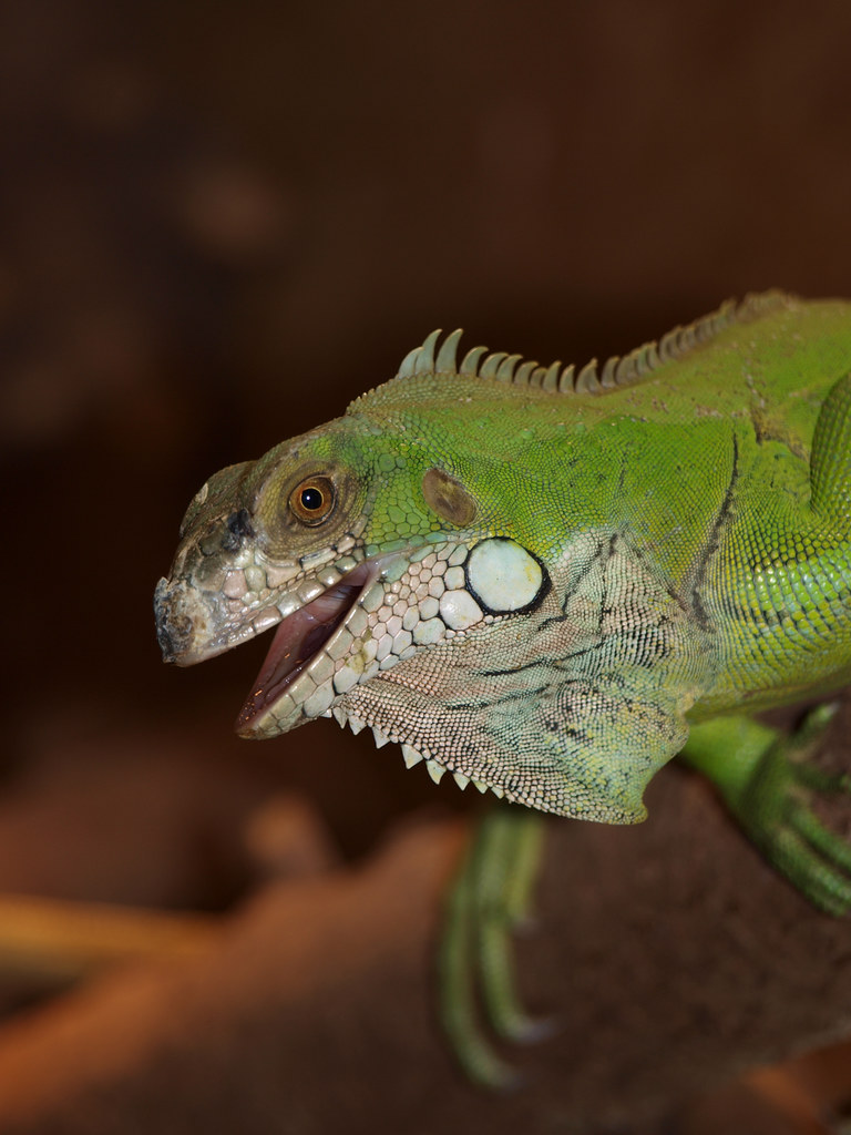 Der grüne Leguan Der Grüne Leguan (Iguana iguana) ist