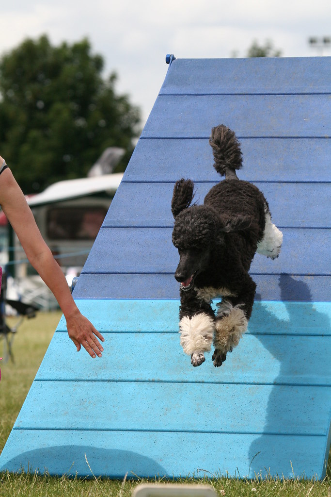 Dog Agility 2010 WDTC Dog agility Show MrDog Flickr