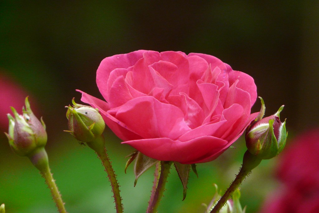 Rose My parents Butterfly garden in Toms River, New Jersey… Flickr
