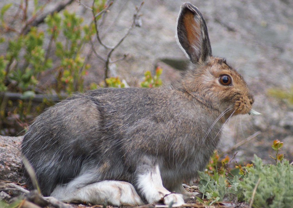 Snack Time A snowshoe hare eating while we look on. Roderick