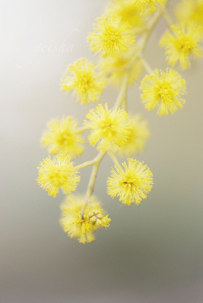 you are beautiful like a flower... more valuable than a di… Flickr