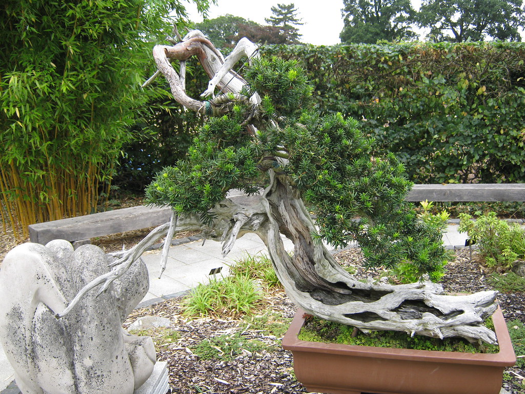 Bonsai 3 Part of the collection of bonsai trees at RHS Wi… Flickr