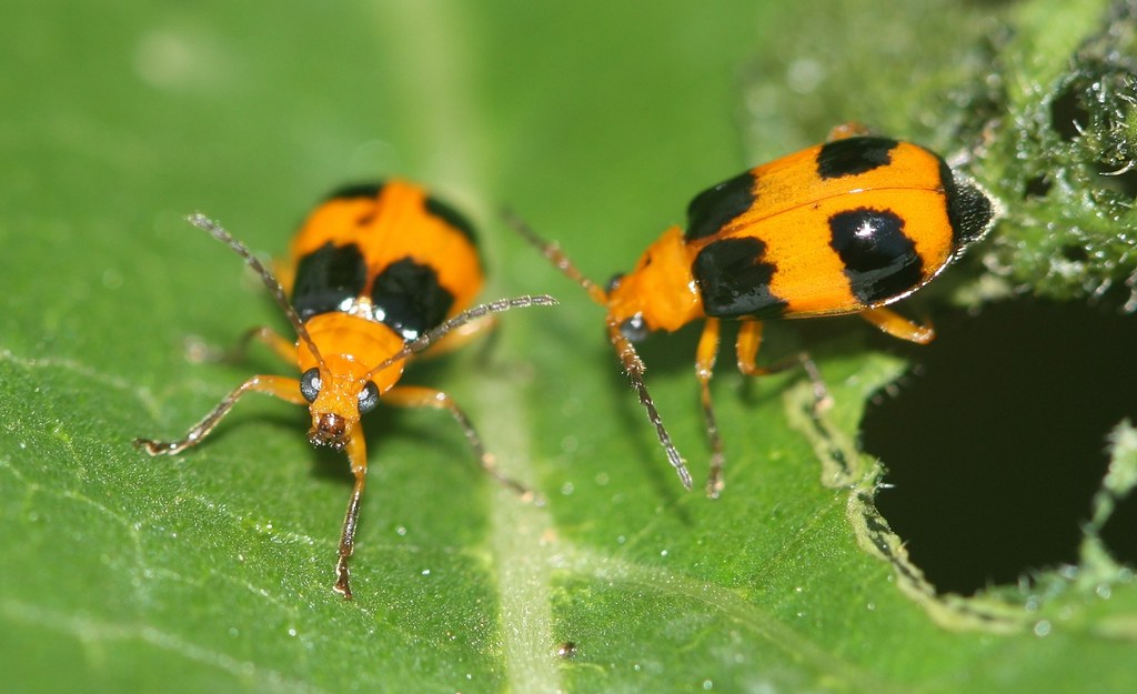 Pumpkin Beetles (Aulacophora hilaris) These Pumpkin Beetle… Flickr