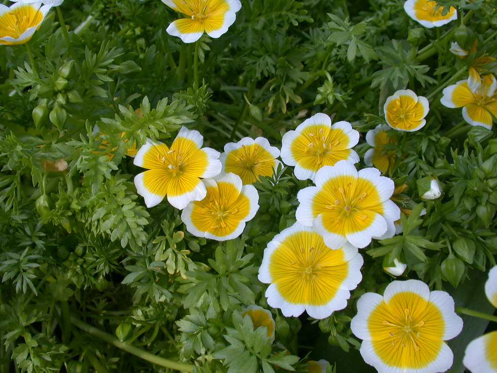 Poached Egg flower Poached Egg flower One of only three sh… Flickr