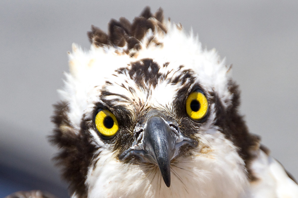 Osprey Eyes jphillipobrien2006 Flickr